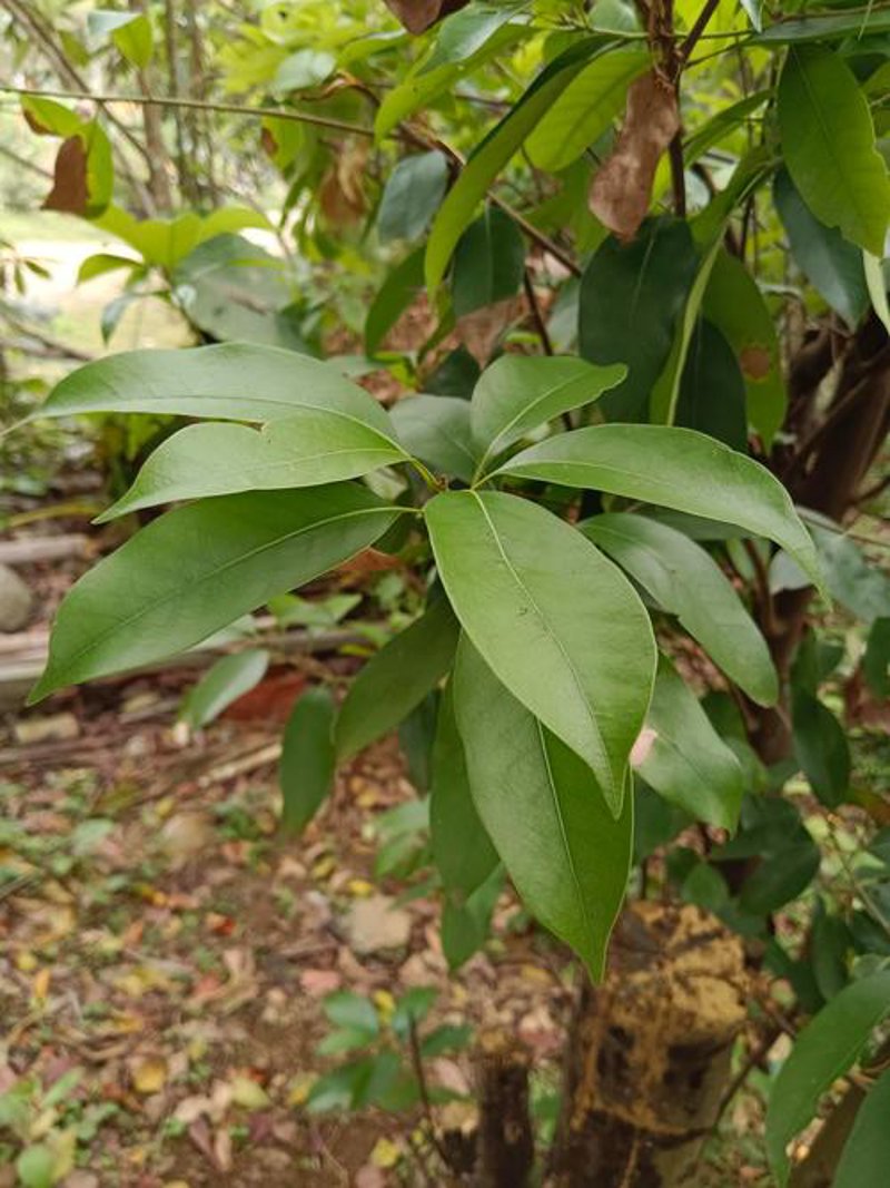 罗浮山甜茶