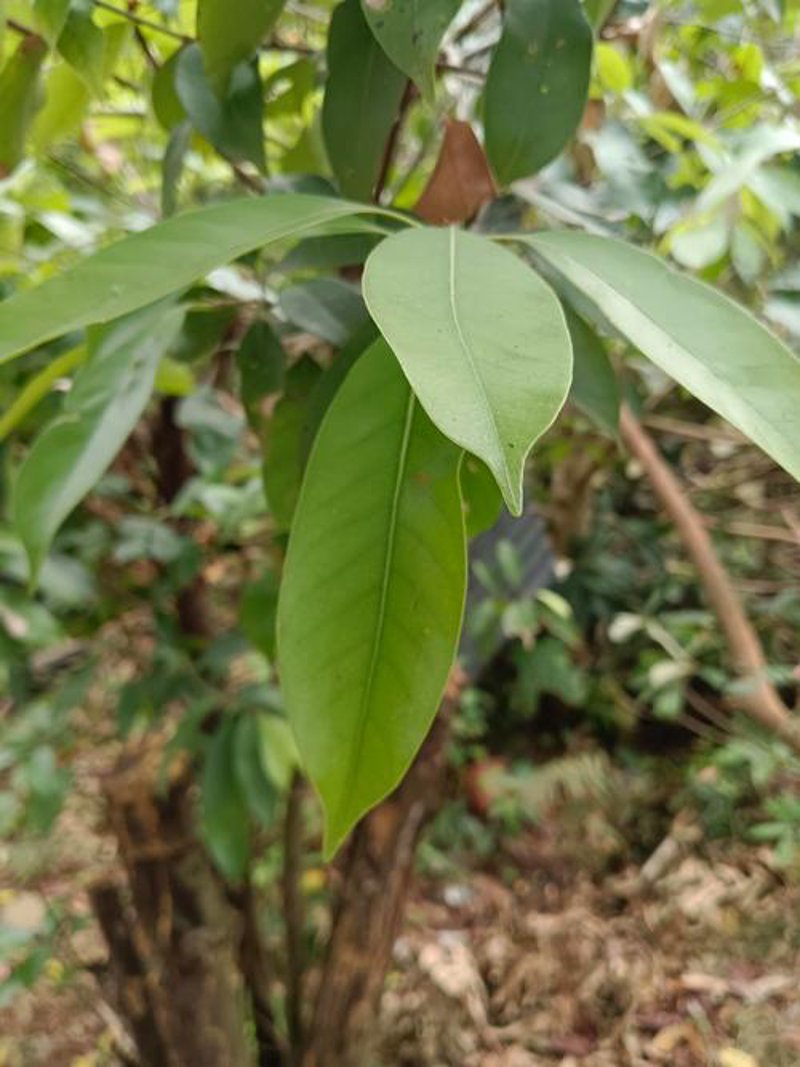 惠州特产：品尝千年文化的味道